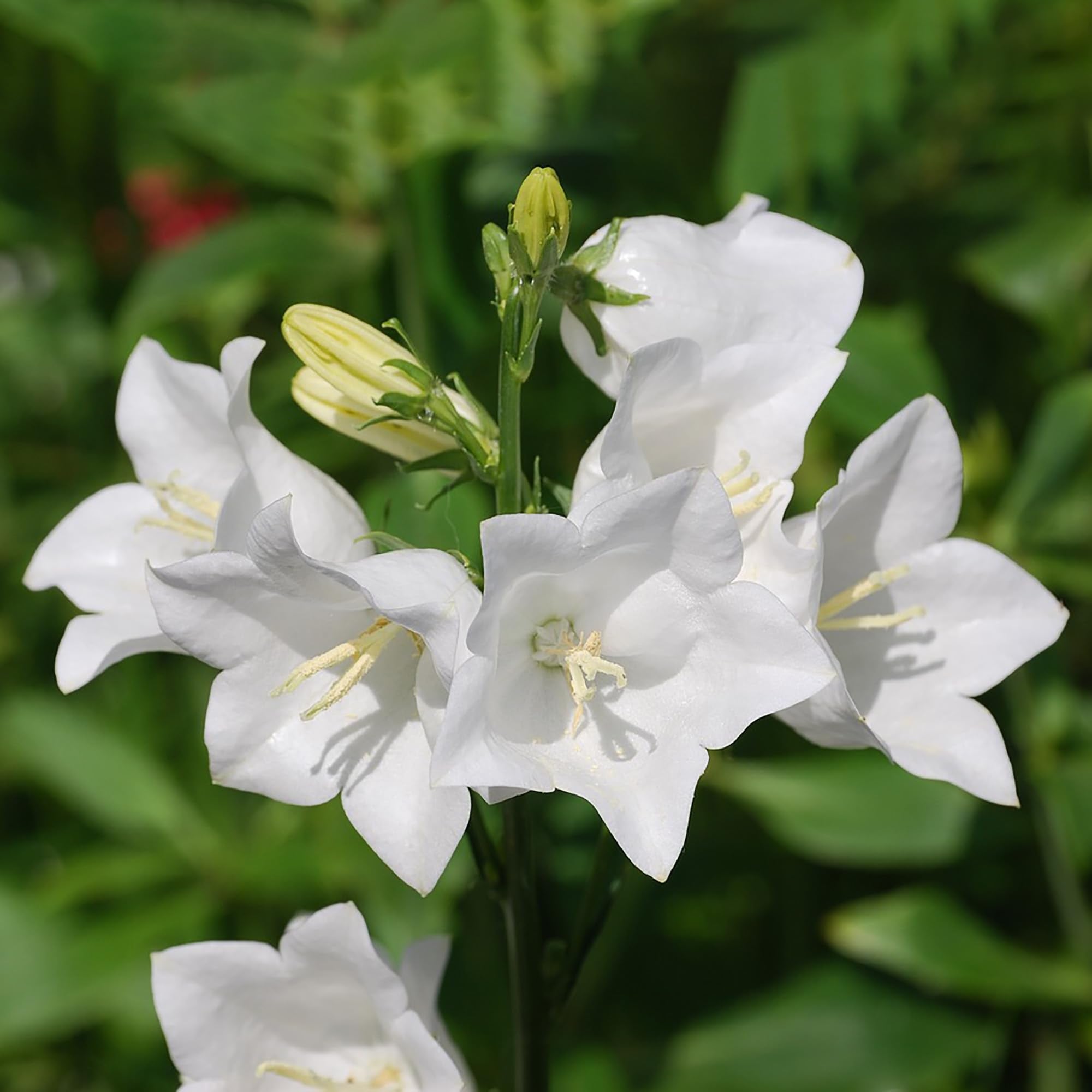 White White Heirloom Non Gmo Peached Leaved Bellflower Gorgeous Blooms In Your Garden Flower