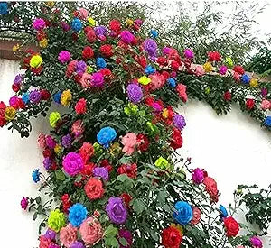 climbing rose flower rosa spp in bed