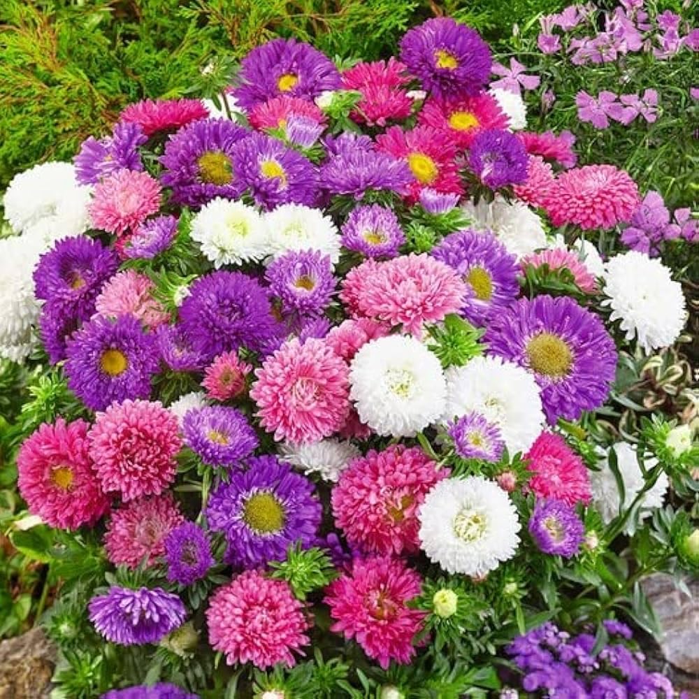 White Aster Flower Seeds - Heirloom Non GMO Premium Garden Seeds for Planting
