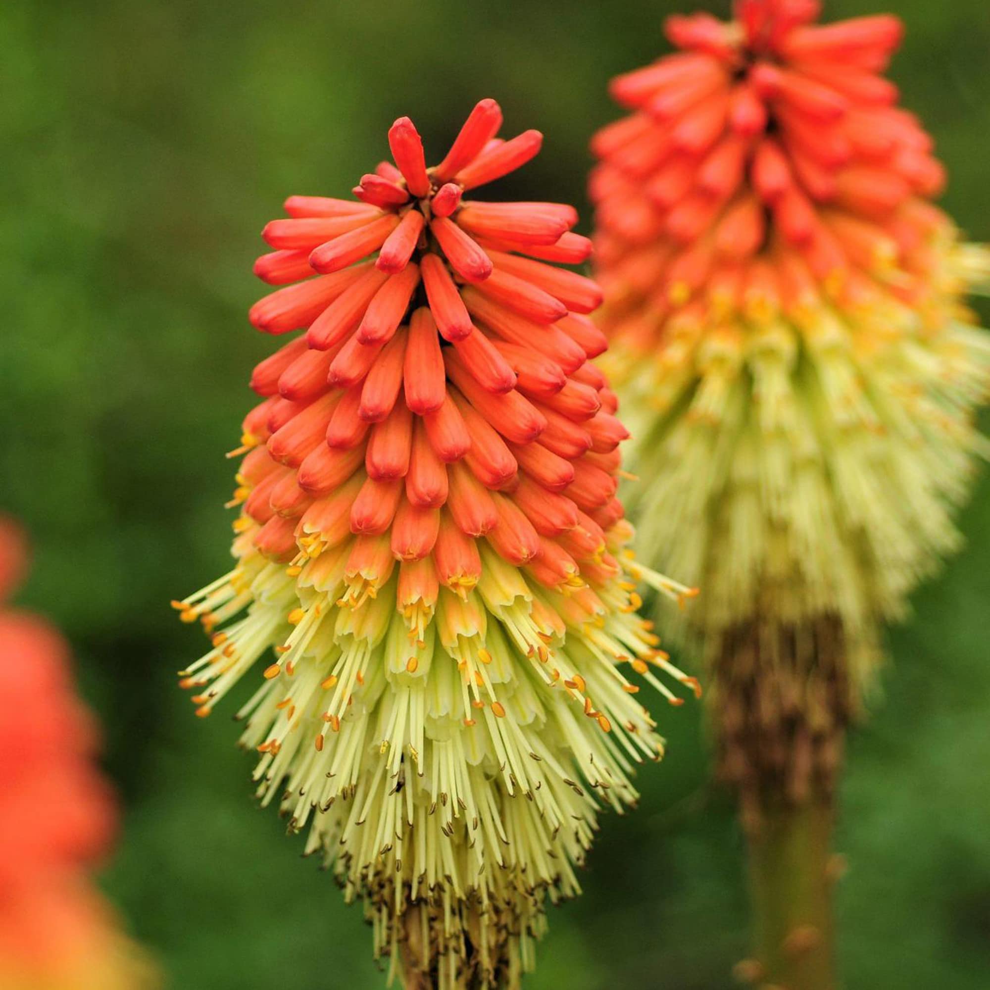 Red Hot Poker Flower