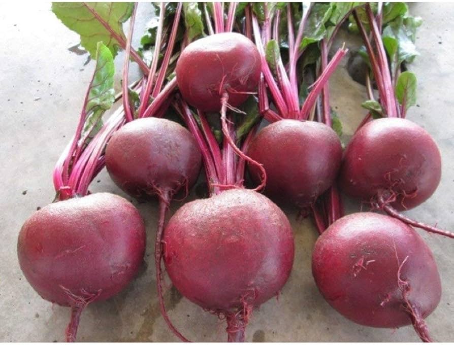 falcon beet beta vulgaris perfect vegetable patch