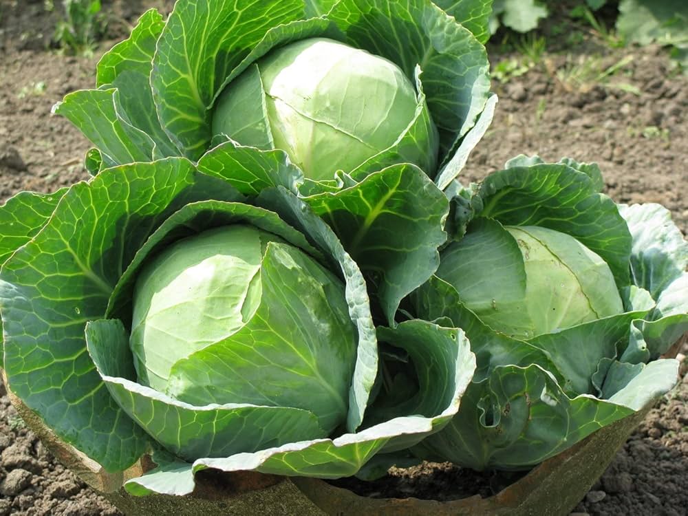 Cabbage vegetable seeds for Planting vegetable seeds for Home Gardening, Healthy Culinary Garden for kitchen garden planting