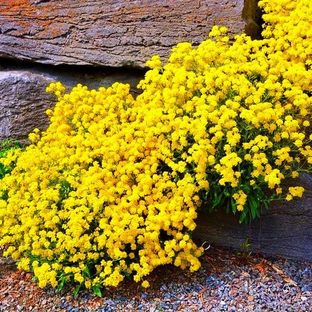 Yellow Thyme Flower Seeds – Easy Grow Blossoms for Pots and Backyard Spaces, Heirloom, Non-GMO, High Germination