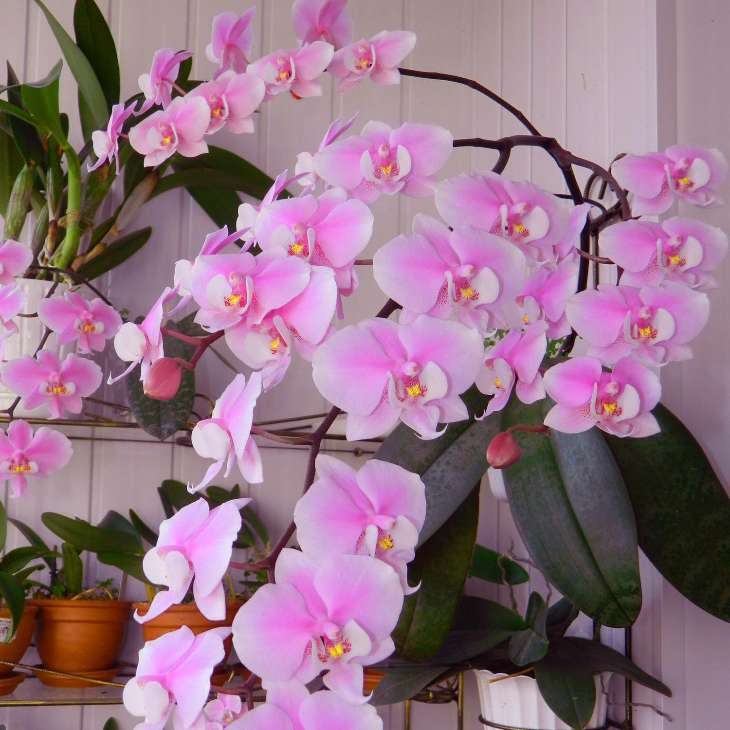 Pink Phalaenopsis Orchid Pale Fresh Garden Flower
