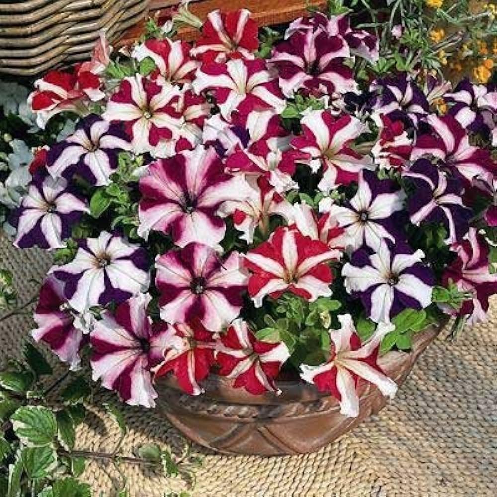 Double Petunia Flower Mixed Fresh