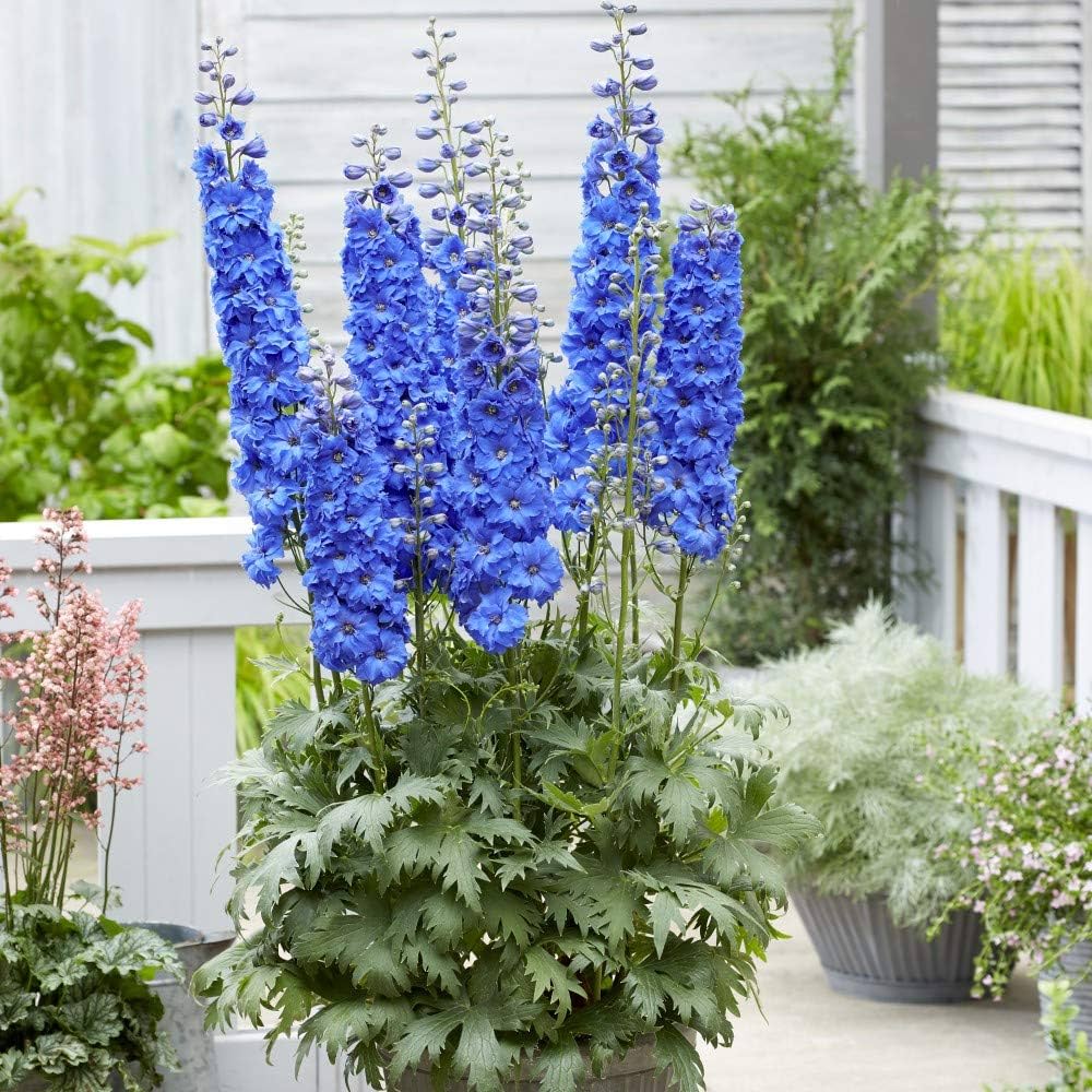 Giant Delphinium Delphinium Elatum