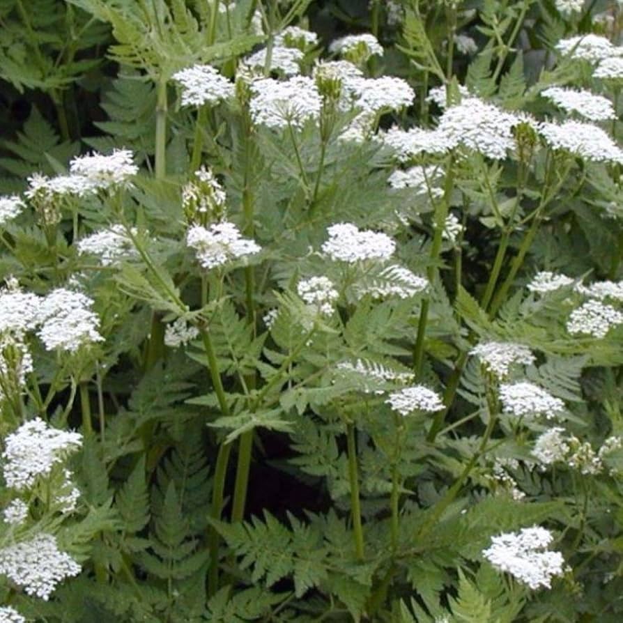 Myrrhis Odorata Herbal Gardens And
