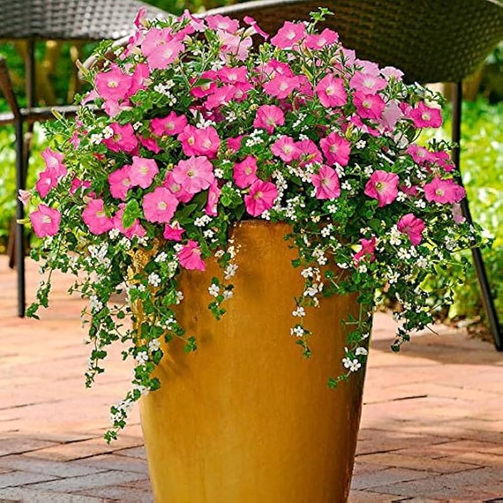 Pink Petunia Mixed Double Petals Flower Seeds