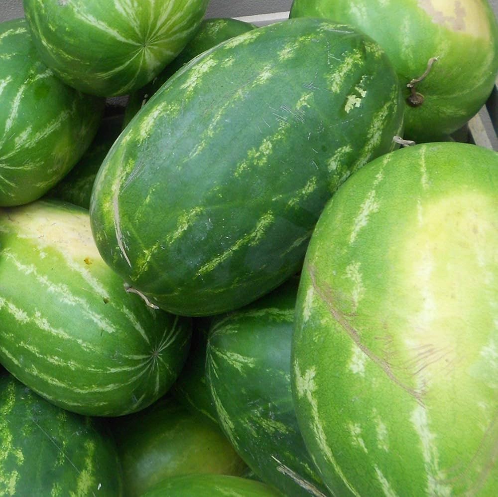 mixed watermelon citrullus lanatus urban garden home
