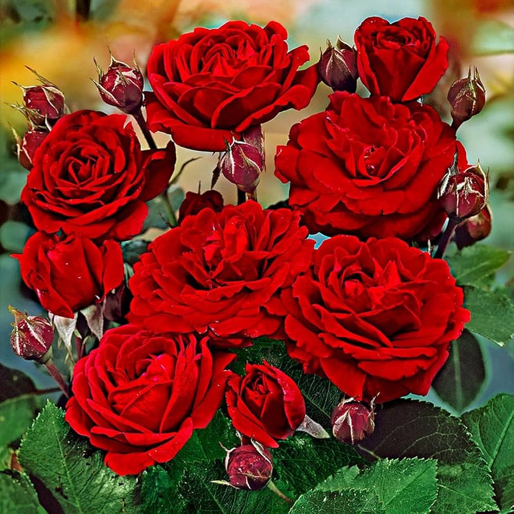 Green Rose Tree European Rose Garden Flowering Tree Flower Seeds