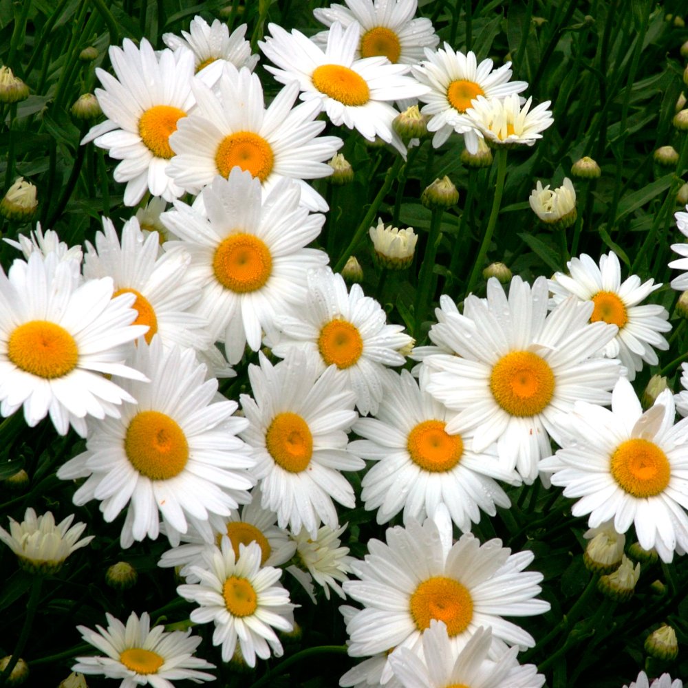 daisy livingstone yellow white flower variety seeds