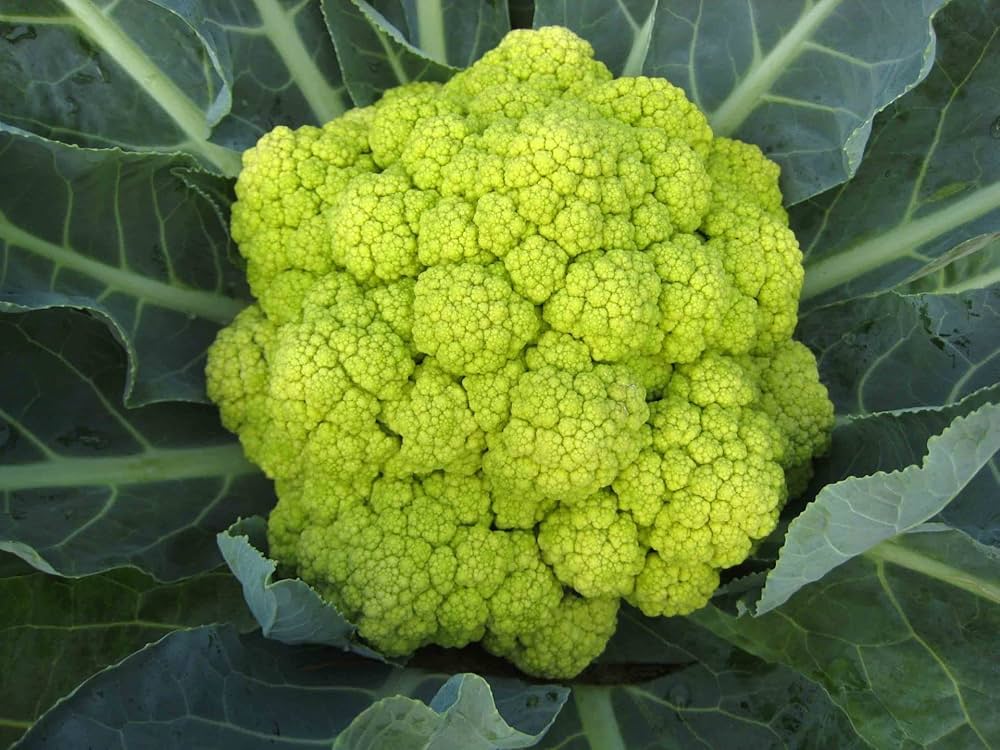 Cauliflower Vegetable Seeds Green Vegetable Seeds for Home Gardening, Natural Home Farming Choice Heirloom, Non-GMO for Home Garden Planting