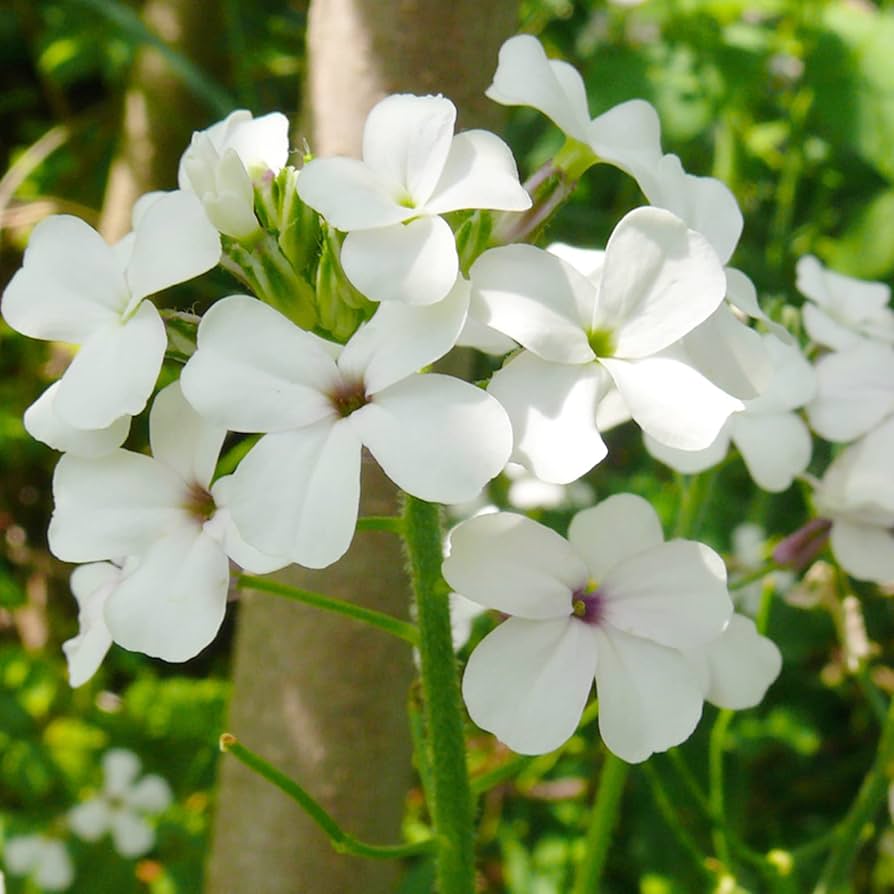 dame s rocket flower hesperis matronalis beds