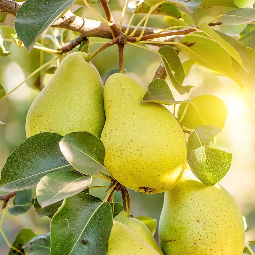 bartlett pear pyrus communis orchards backyard edible