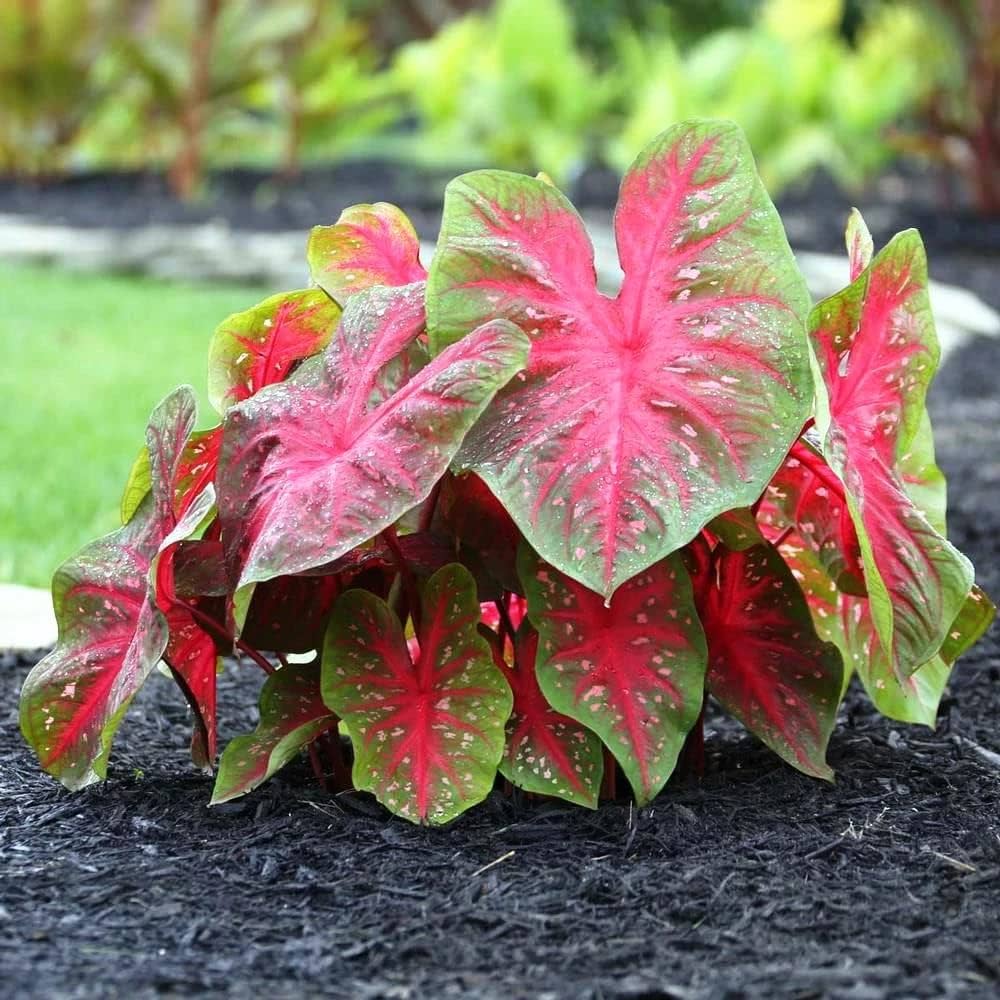 Caladium Flower Mixed Colors Fresh Perennial