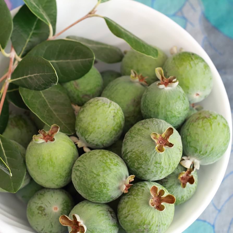 Pineapple Guava Feijoa Sellowiana In
