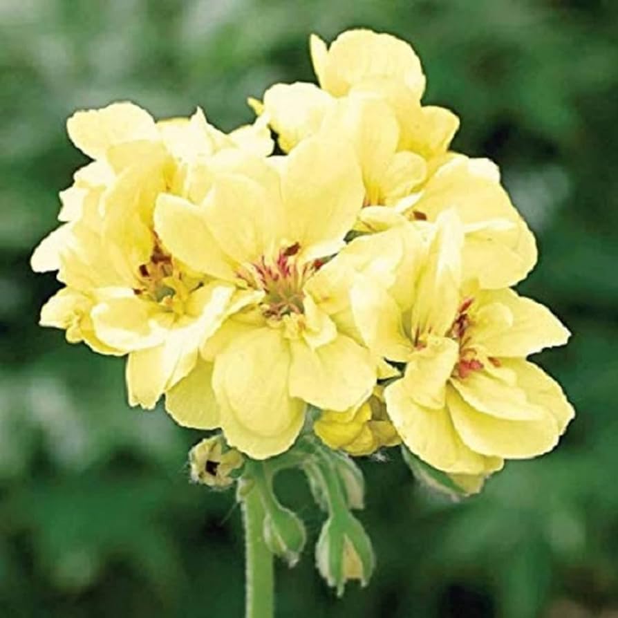 Violet Yellow Geranium Flower Light Fresh
