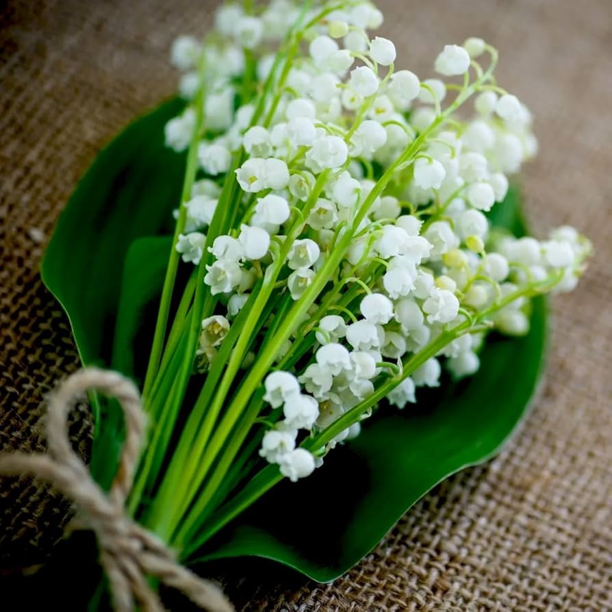 White Lily Of The Valley Flower Of Convallaria Majalis With Rich Aroma Bonsai Plants Flower
