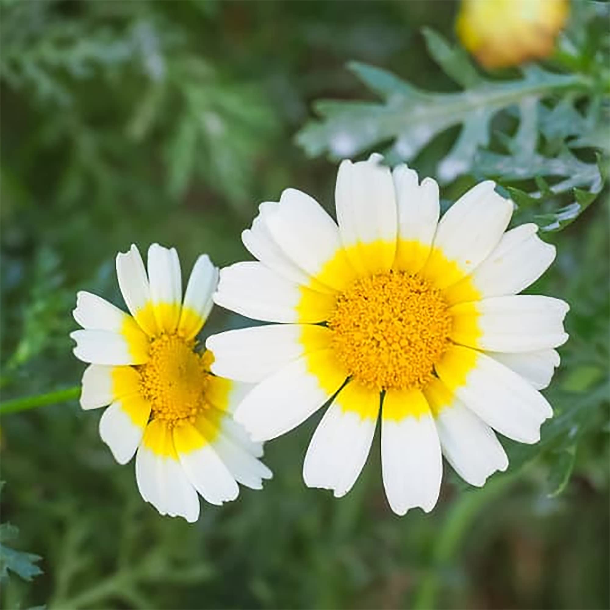 Garland Daisy Chrysanthemum Coronarium