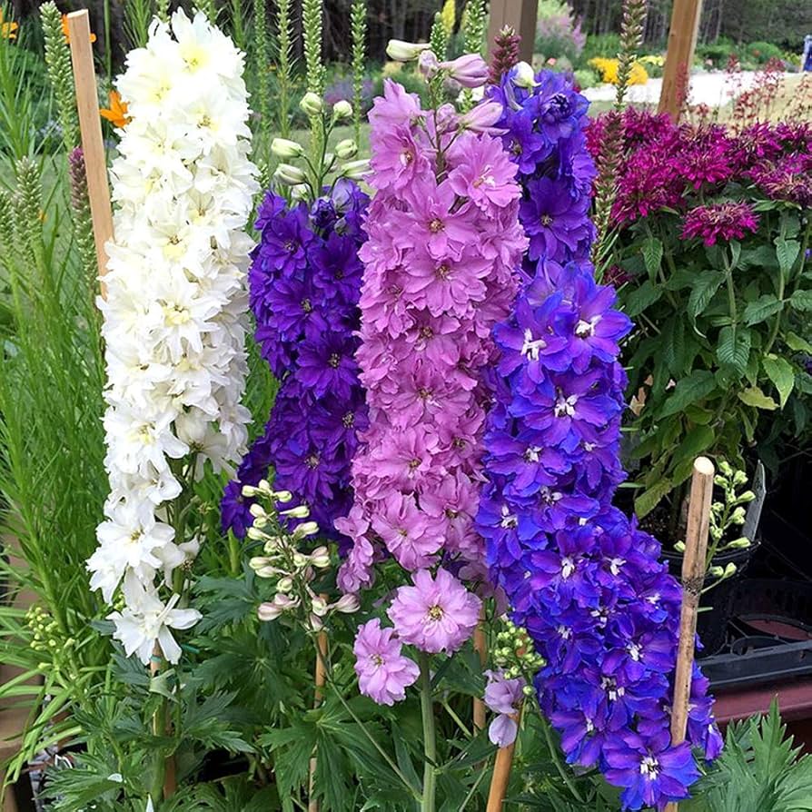 Mixed Delphinium Bonsai Flower