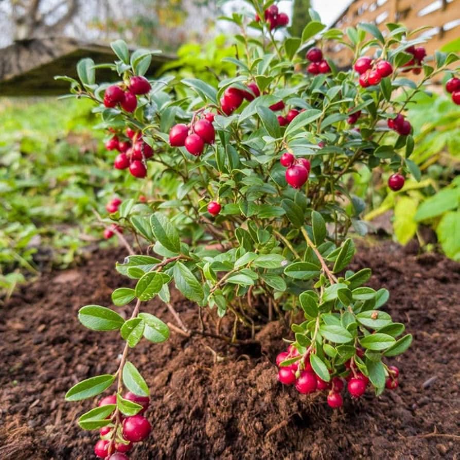 Bonsai Vaccinium Macrocarpon Or Cranberry Fruit Seeds