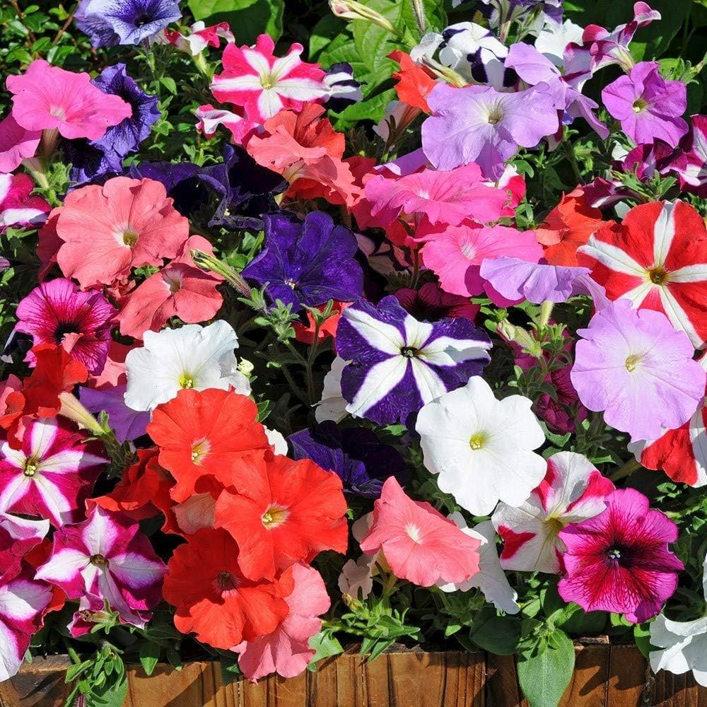 Black Hanging Petunia Flower Fresh