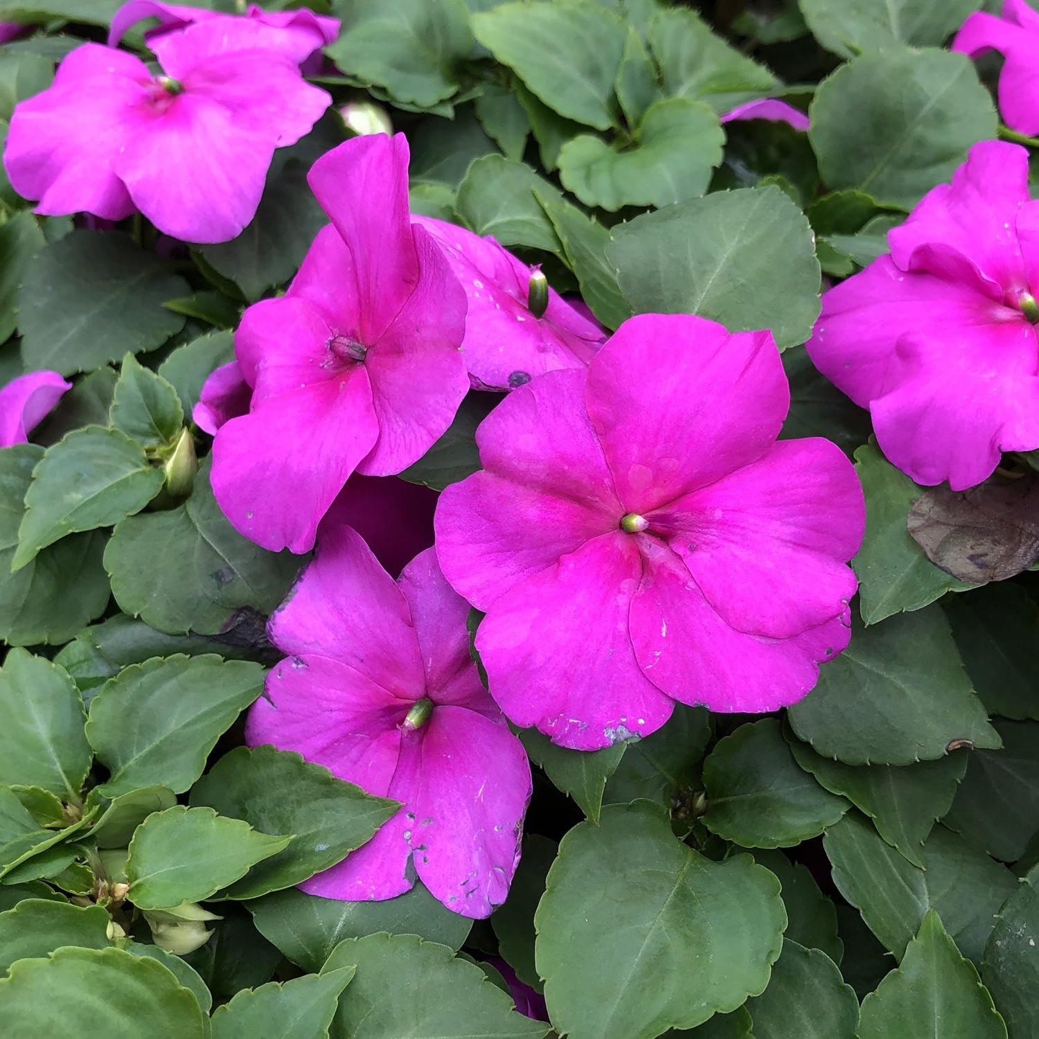 pink impatiens flowers seed.