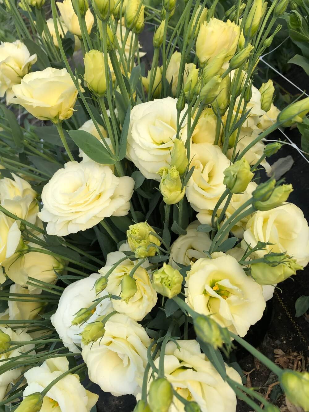 Yellow Perennial Lisianthus Flower Seeds