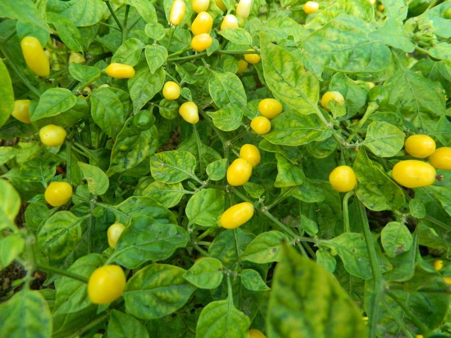 Yellow Cumari Pepper Plant vegetable seeds for Home Gardening, Heirloom, Non-GMO, High for kitchen garden planting