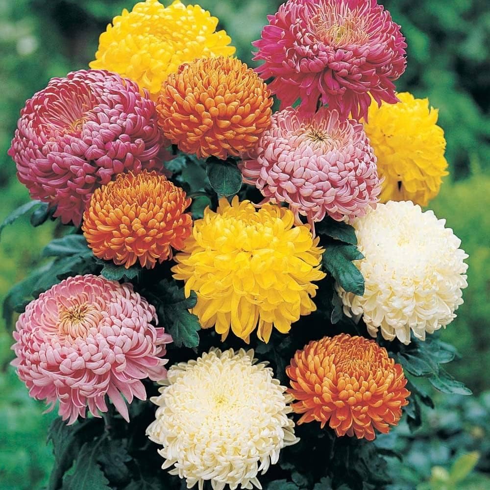 Mixed Chrysanthemum Flower Seeds