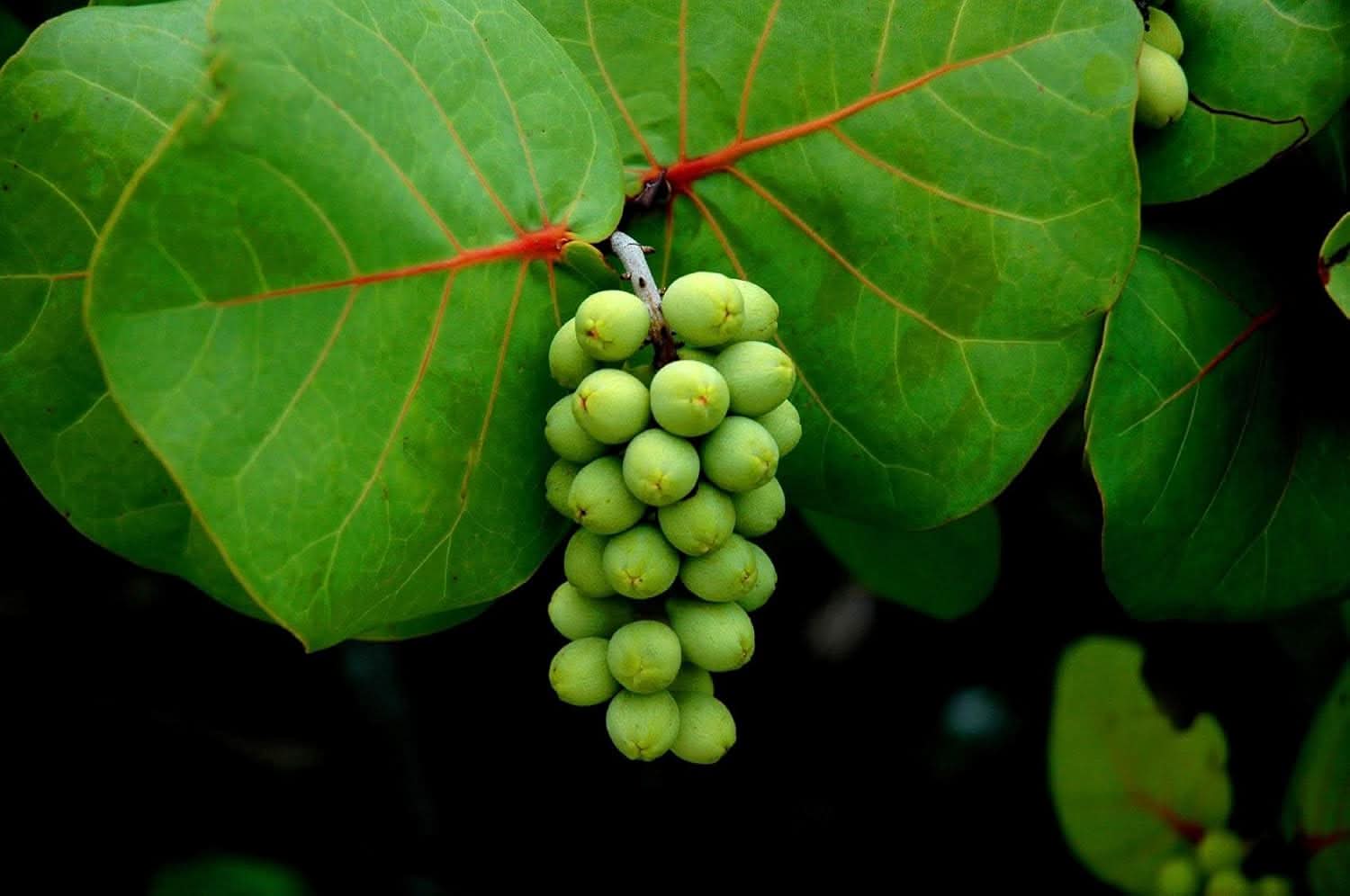 Rare Seagrapes Extra Juicy Ideal Coastal Gardens Fruit Seeds
