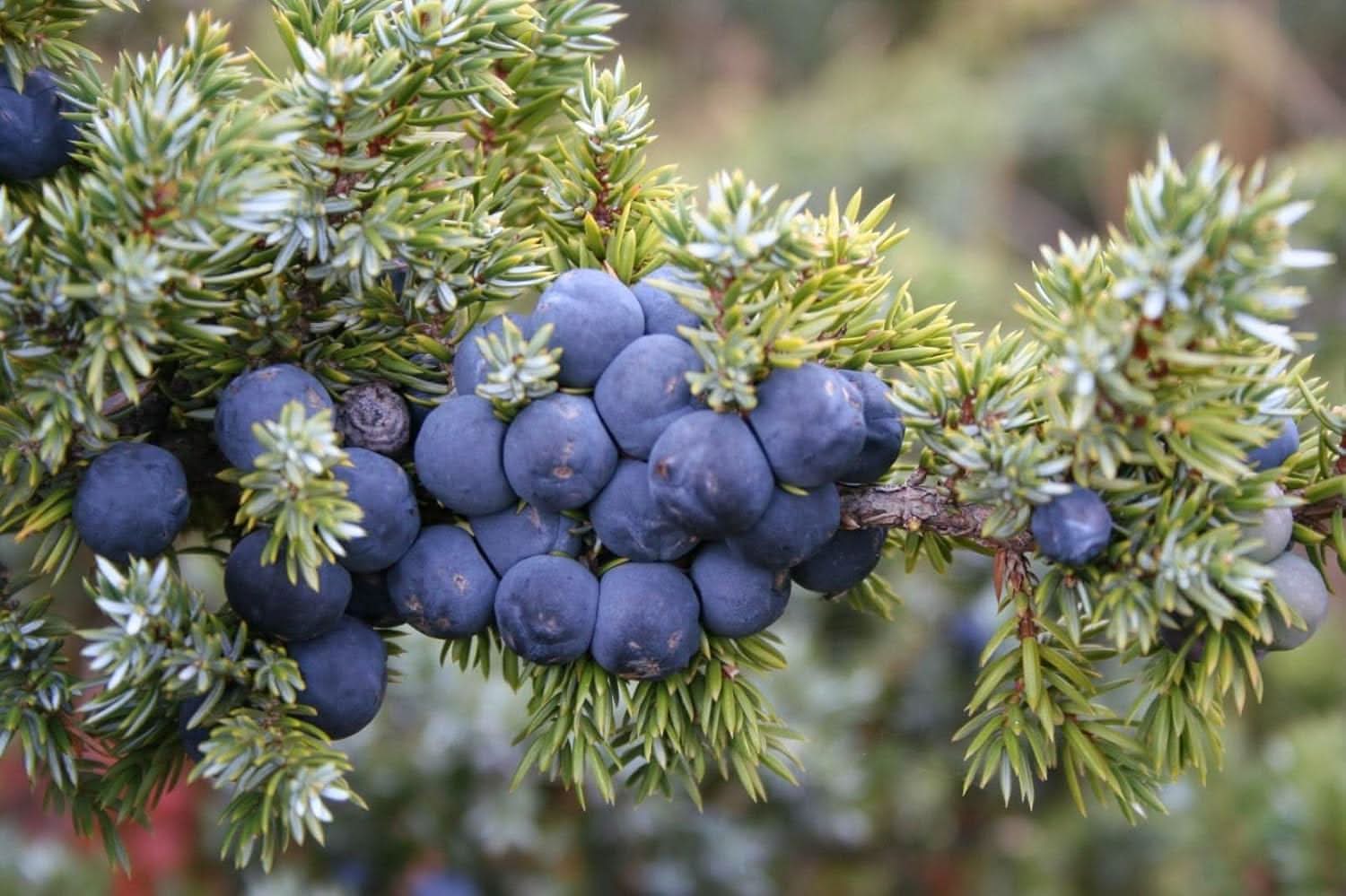 Juniper Fruit Set And Flavorful Production Fruit Seeds
