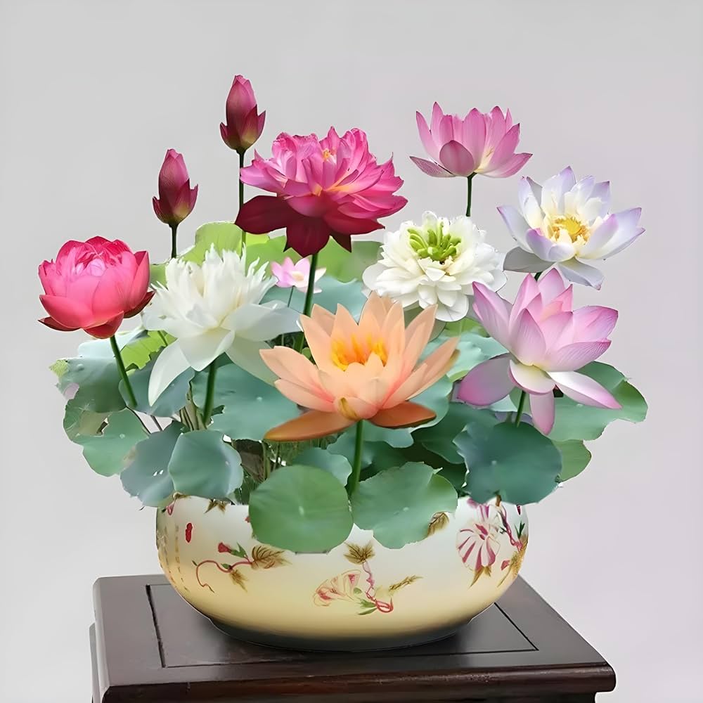 Bonsai Dudleya Fairy Cups Lithops Pseudotruncatella Imported Novel Flower Flower Seeds