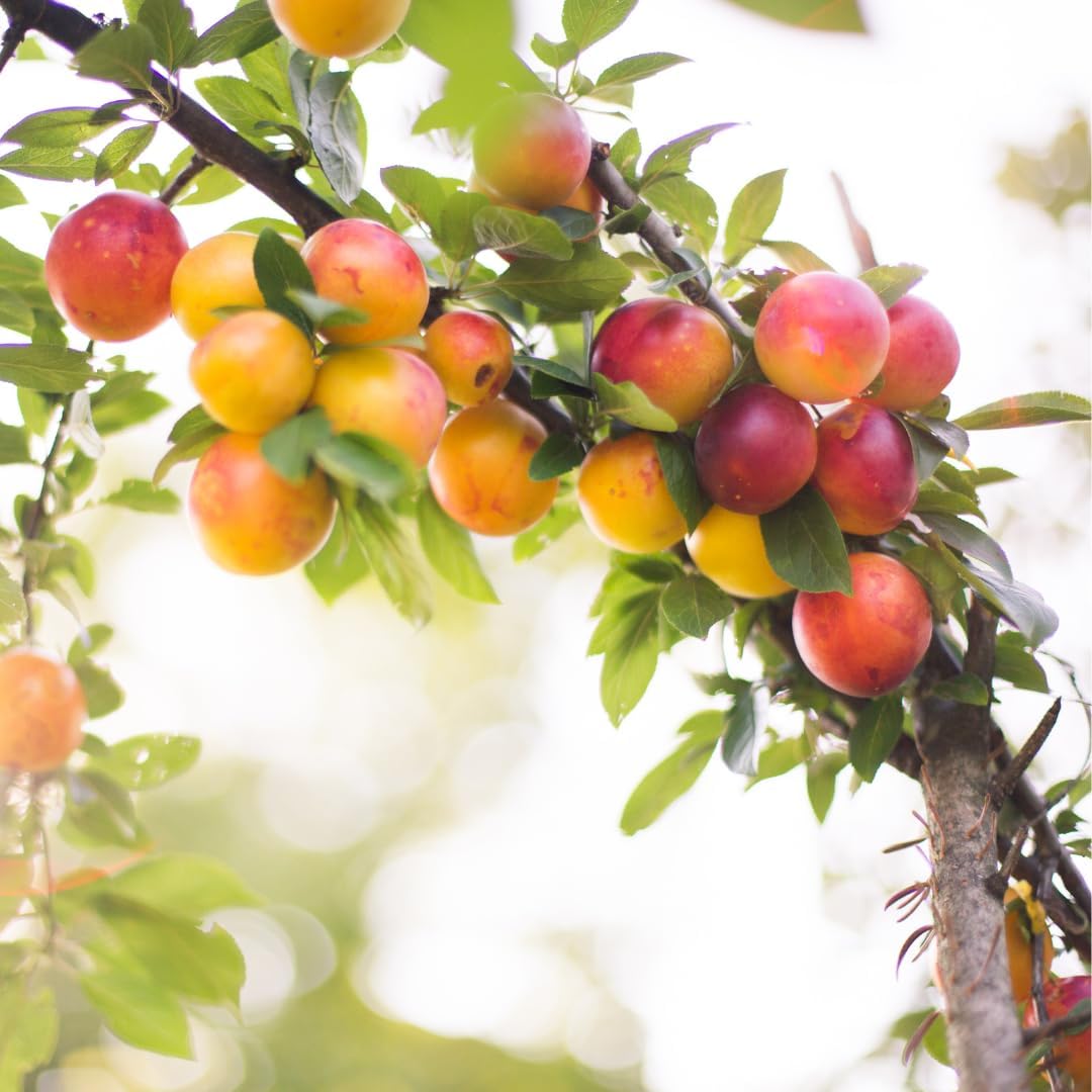 Mirabolano Fruit Delicious Fruits In Your Fruit Seeds
