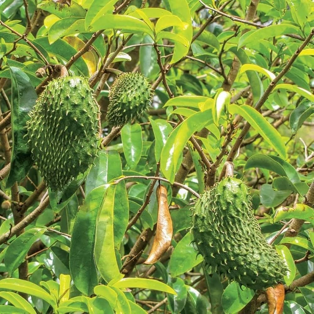 army green graviola soursop fruit for Fruit Seeds