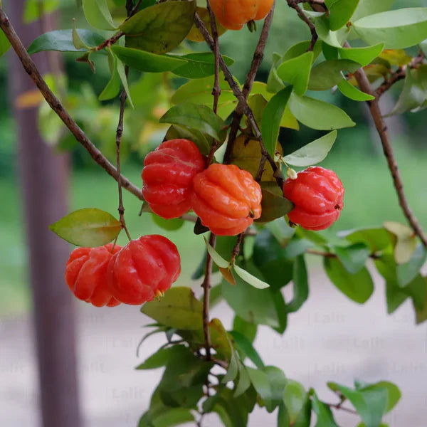 portal cool pitanga fruit suriname brazilian Fruit Seeds
