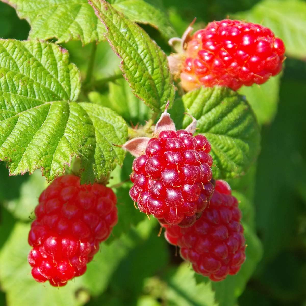 Tayberry Fruit Set Sweet Berries Fruit Seeds