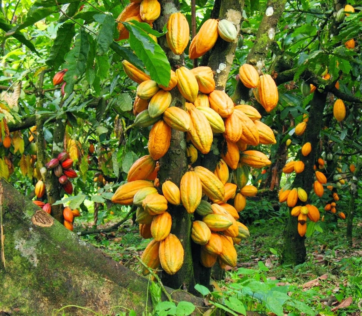 kakaobohne fruit grow cocoa beans for Fruit Seeds