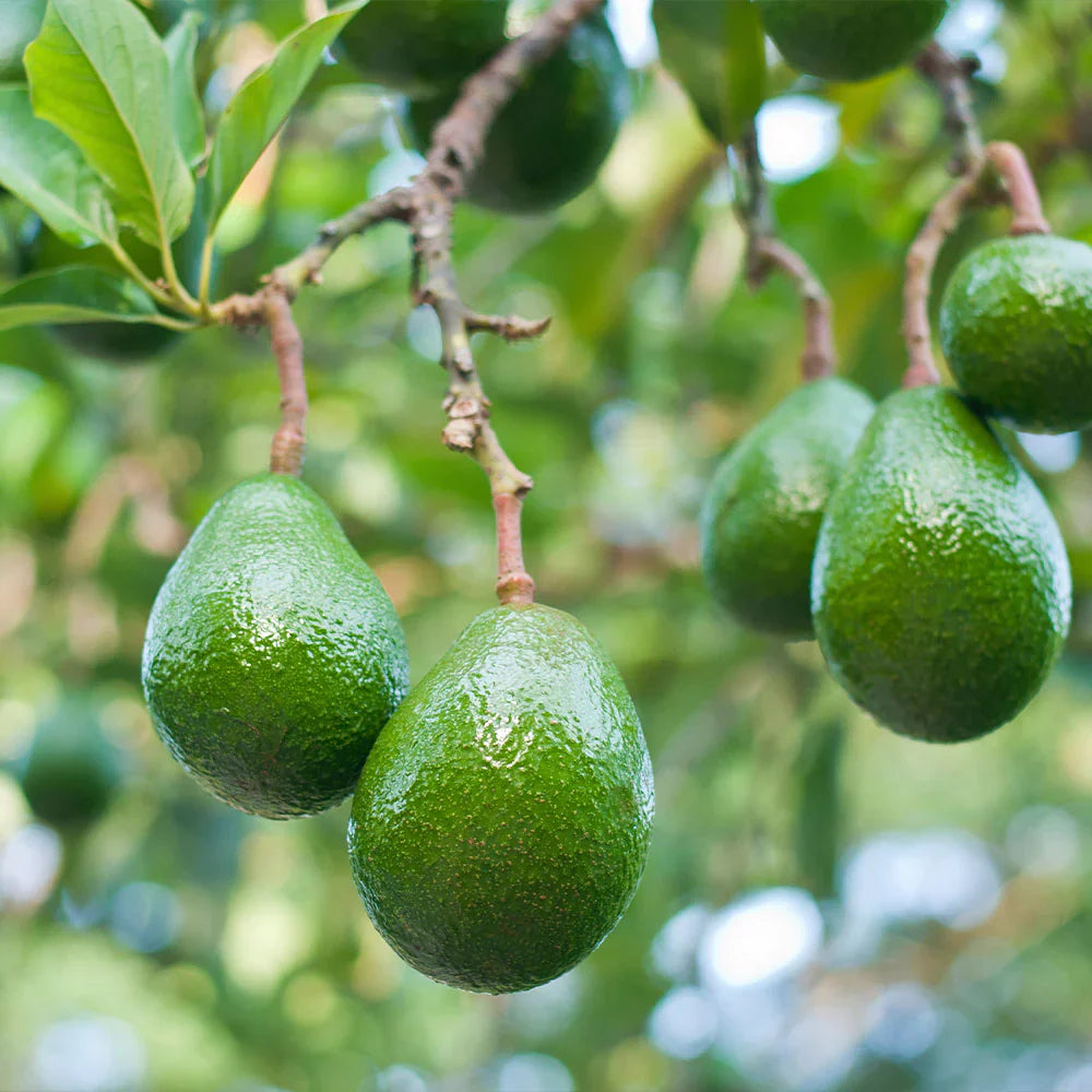 wurtz littlecado avocado fruit grow creamy Fruit Seeds