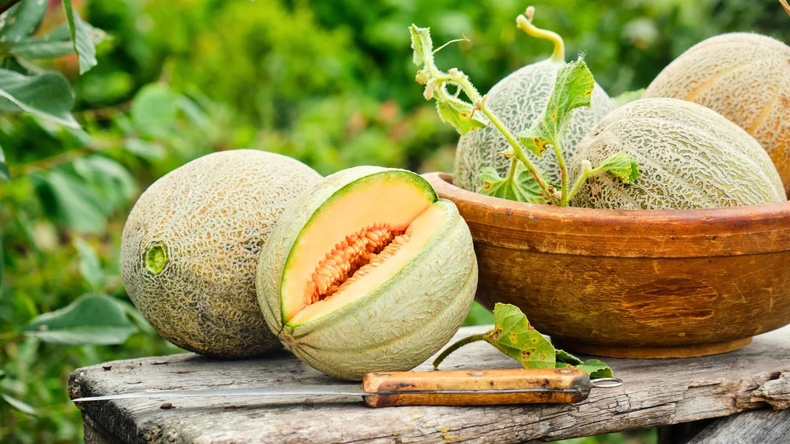 Pocket Melon Fruit Small Sweet Varieties Fruit Seeds