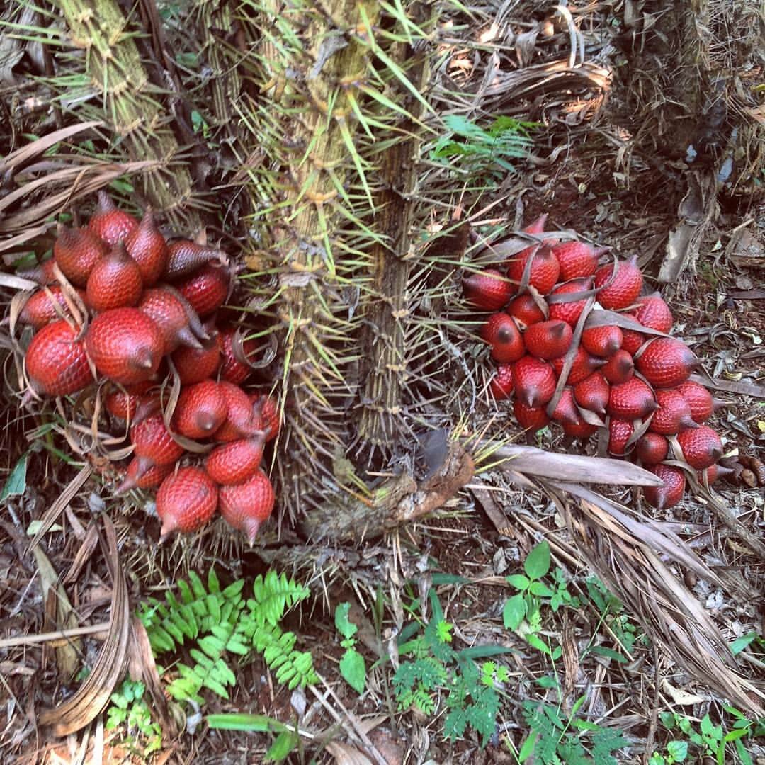 Salak Snakeskin Unique Tropical Gardens Fruit Seeds