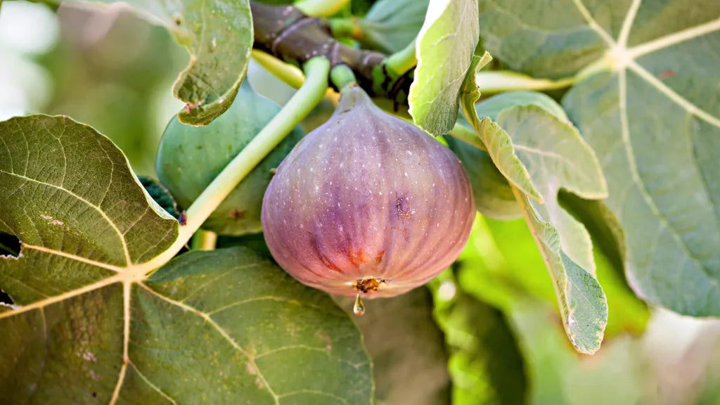 Sweet King Fig Nutritious Trees Fruit Seeds