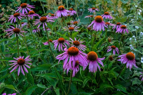 Purple Coneflower Flower Seeds - Heirloom Non GMO High Germination Flower Seeds for Planting