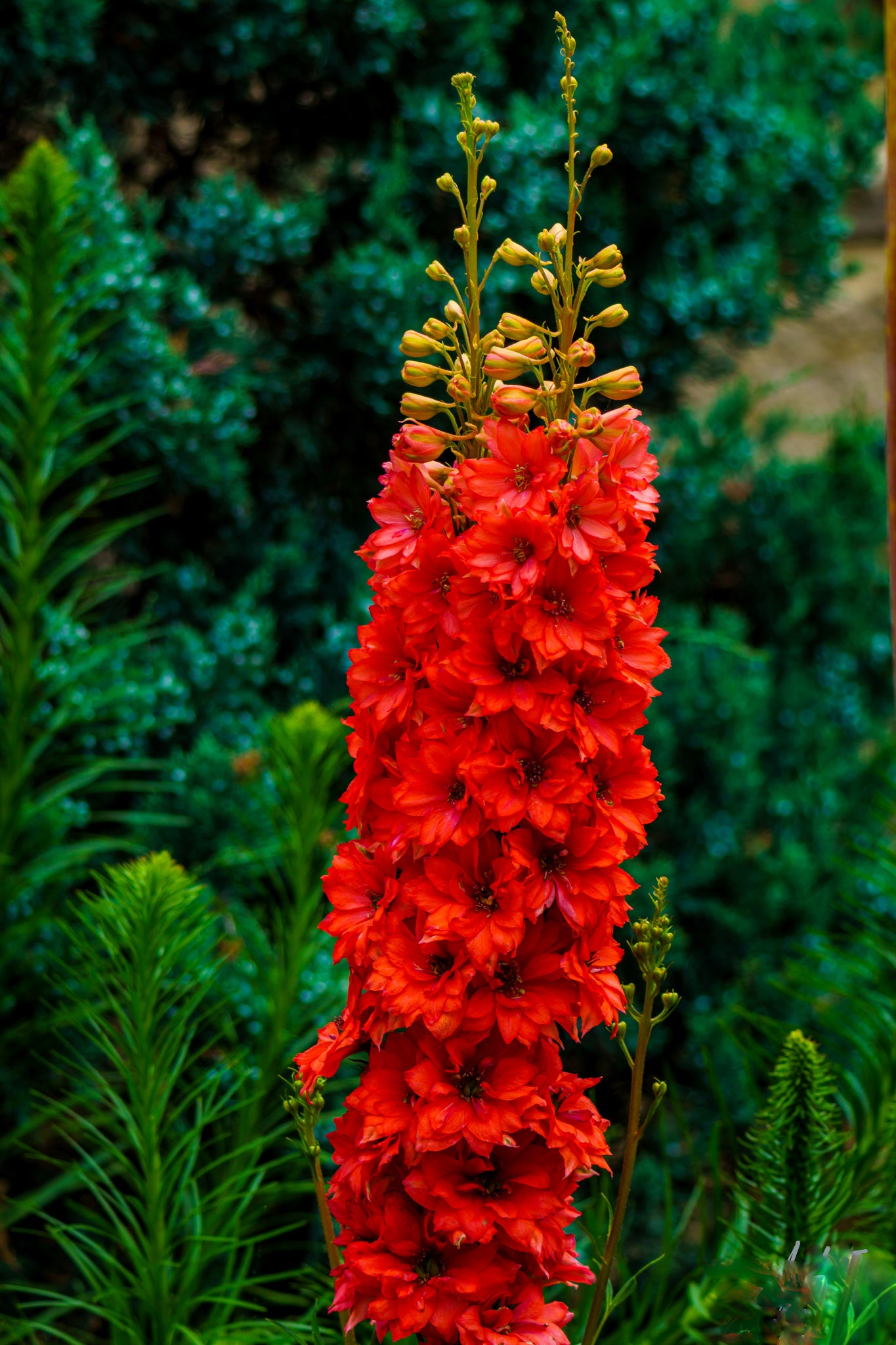 Red Delphinium Flower Seeds