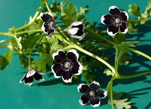 White Black Rose Flower Seeds - Heirloom Non GMO Premium Garden Seeds for Planting