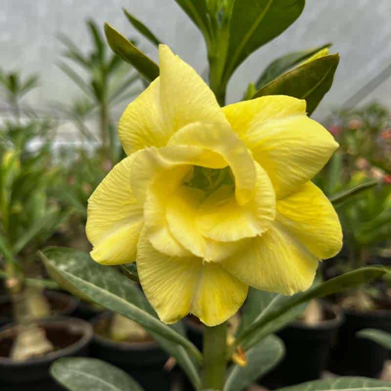 Yellow Adenium Flower Seeds - Heirloom Non GMO High Germination Garden Planting Seeds