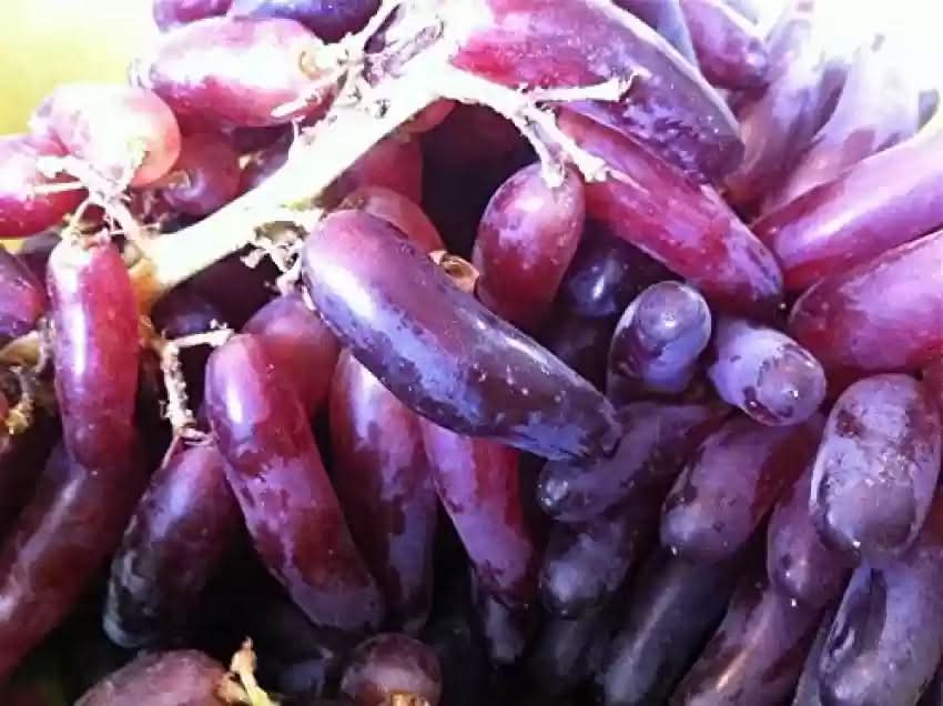 heirloom burgundy grape fruit for planting color ideal home garden Fruit seeds