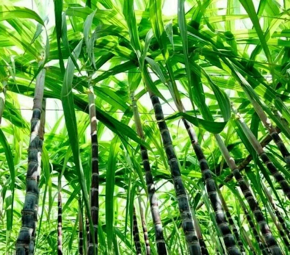Sugarcane Plant Sweet Cane Stalks Fruit Seeds