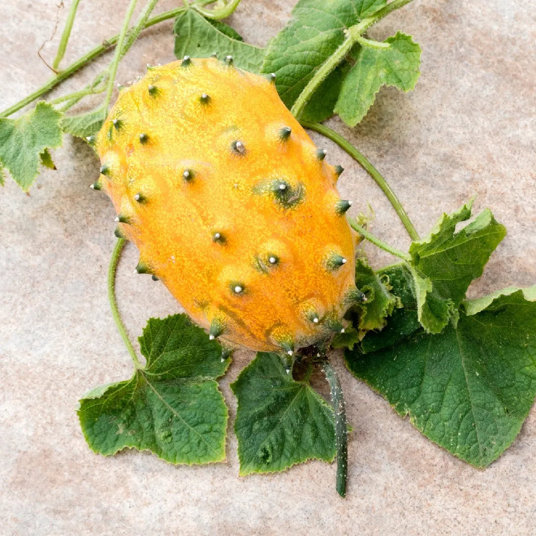 Metuliferus Melon Vegetable Collection Growth Fruit Seeds