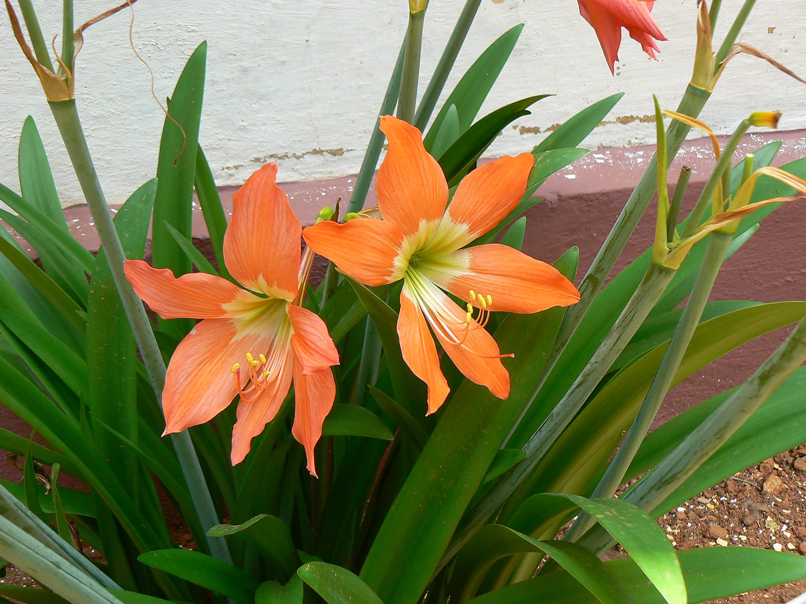 Orange White Amaryllis Barbados Fresh Flower
